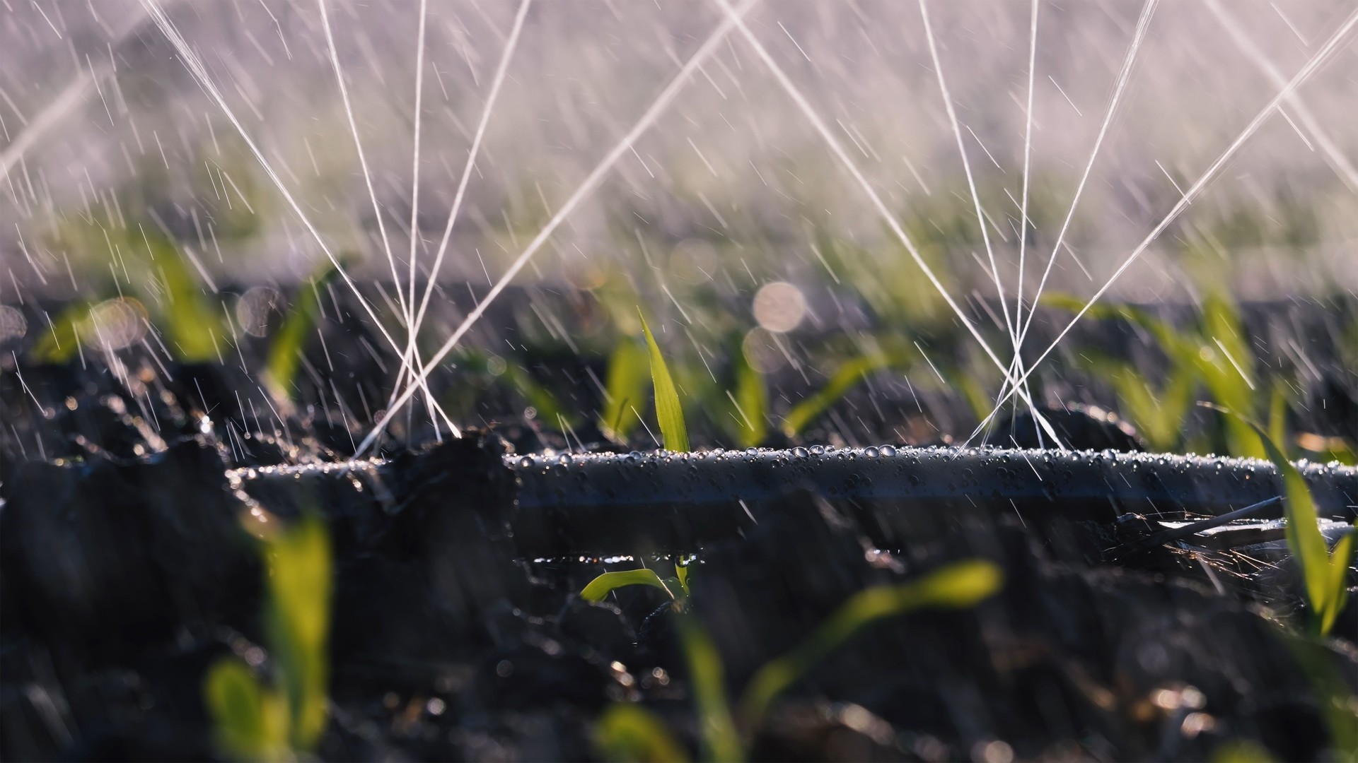 spraying water onto soil and Corn Seedlings using drip irrigation systems